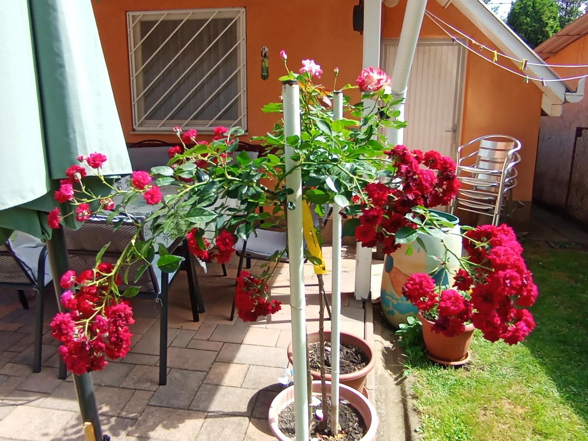 Marika Apartman Hajduszoboszlo Ngoại thất bức ảnh